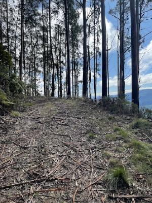 Tree litter covering the track